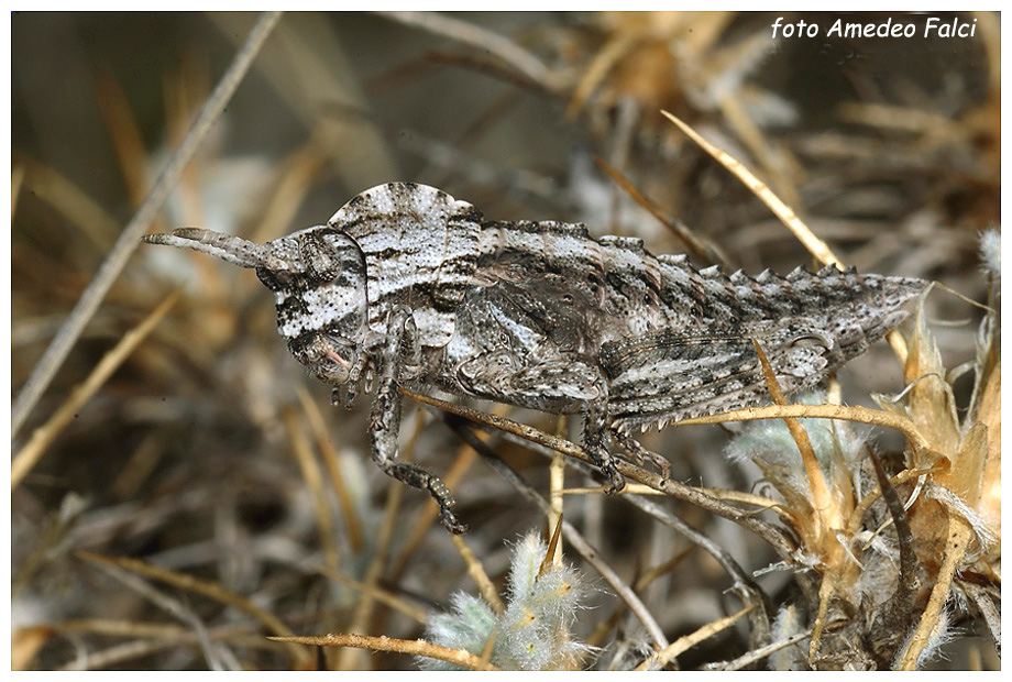 Ocneridia nigropunctata (Pamphagidae)